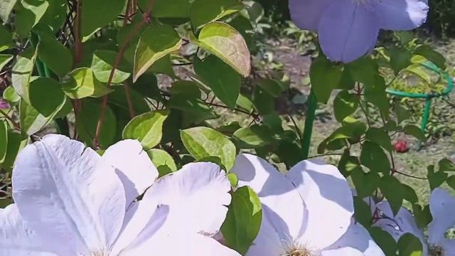 Цветы в моем саду 3 июля смотреть онлайн