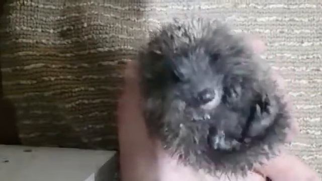 Ёжик плачет... смотреть онлайн