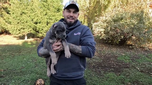 АМЕРИКАНСКИЙ БУЛЛИ ПОКЕТ И СТАНДАРТ! ЩЕНКАМ 2 МЕСЯЦА! Ц