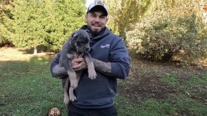 АМЕРИКАНСКИЙ БУЛЛИ ПОКЕТ И СТАНДАРТ! ЩЕНКАМ 2 МЕСЯЦА! Ц