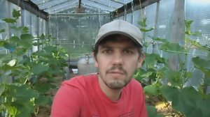 КАК МУЛЬЧИРОВАТЬ ОГУРЦЫ