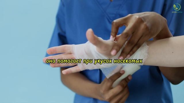 Что творит ТОЛСТЯНКА! Крассула реальная польза и вред?