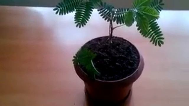 Прикольный цветок смотреть онлайн
