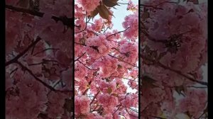 Пусть распускаются цветы...