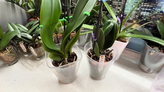 ШОК!🤦♀️Выбрось Hoya Kerrii Variegata?🙆🏻♀️ Срезала цвет?