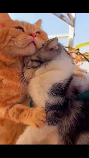 МИЛОТА ЗАШКАЛИВАЕТ)))))) смотреть онлайн
