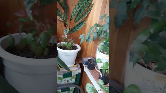 Обзор фуксий на балклне. Есть черенки для продажи.