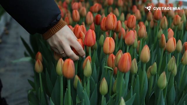 Как выращивают миллионы тюльпанов? Освойте профессио?