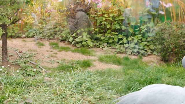 Московский зоопарк. Райская красавка.