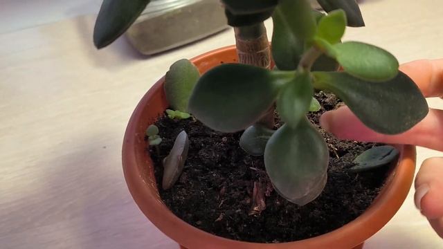 Обзор новых побегов на черенках толстянки