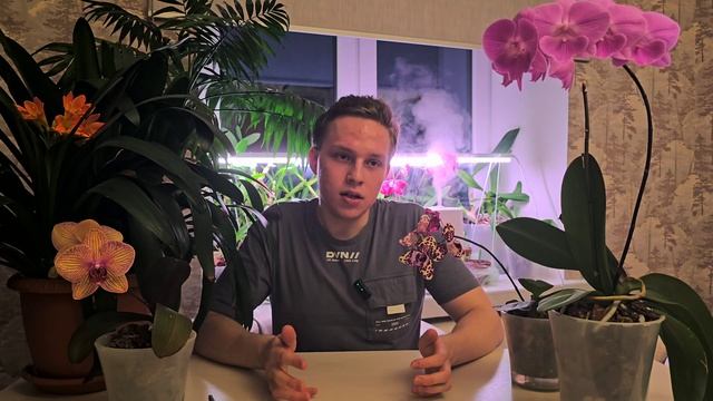 ВСЁ про ФАЛЕНОПСИС. Делаю, не как все! Размышления вслу