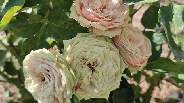 Летний этюд . Нежность  флорибунды  Эден  Романтика.