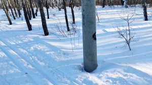 Тестируем лыжи BRADOS carbon skate.