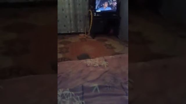 Прикол.!!!Кошка думает,что она собака. смотреть онлайн