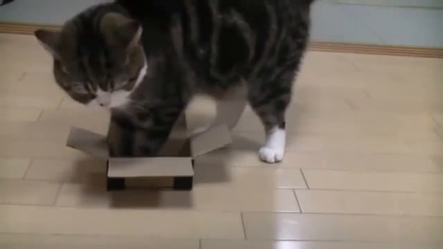 КОТОПРИКОЛЫ!!! Приколы с котами и кошками. Новое. смотреть онлайн