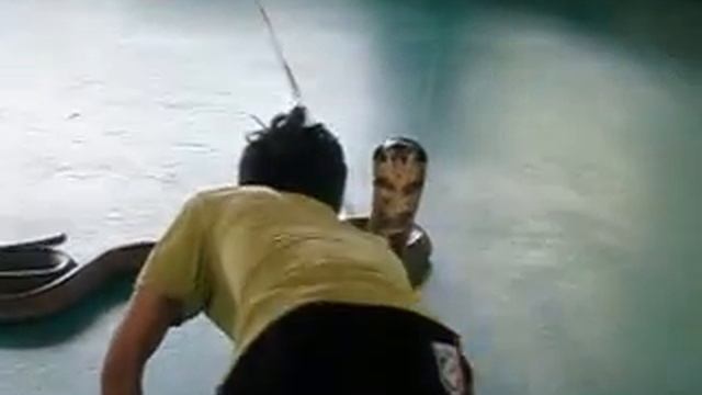 Дразнит змею. Teases snake. смотреть онлайн