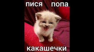 Пися попа какашечки