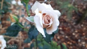 Роза Eventail d'or (Эвентайль д'ор), май 2024 г.
