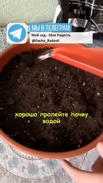 Имбирь на подоконнике: выращиваем экзотику дома! #дача