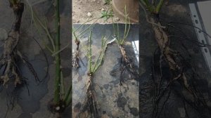 Саженцы роз из питомника Меховских. Как обманывает пи?