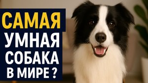 Бордер-колли — гений на четырёх лапах! | Умная собака в мире