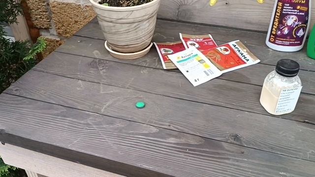 Тля на розах