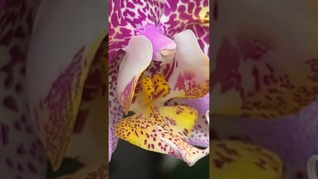 Самый захватывающий момент! начало цветения, а иногда смотреть онлайн