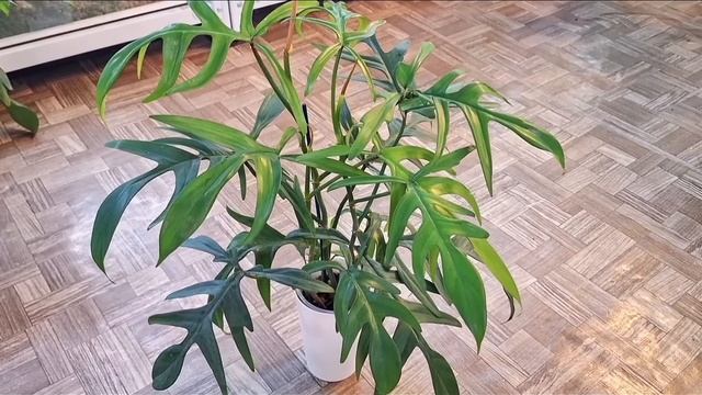 Моя коллекция филодендронов