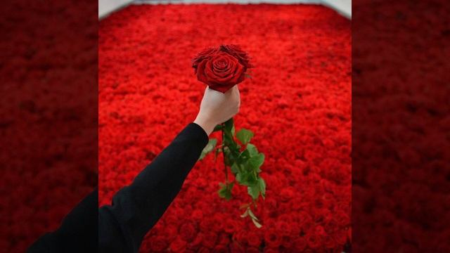 Эти розы  для тебя (Азамат Исенгазин)