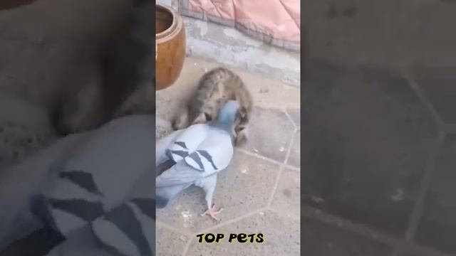😺 Смешные животные! 🐕 Смешное видео с кошками, котят?