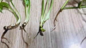 Как легко укоренить сциндапсус?🌱 @marinaqueen9988
