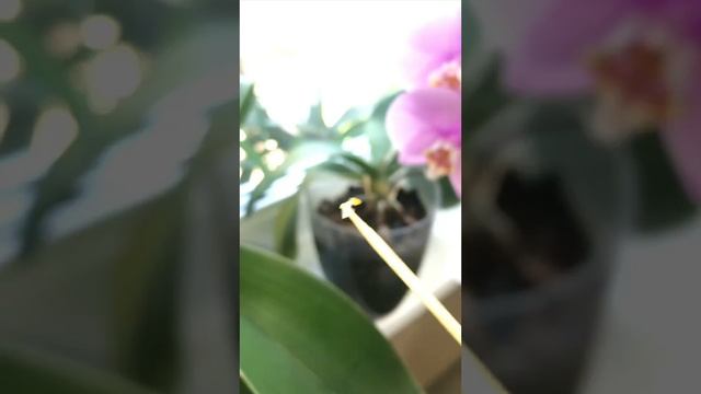 Запилення орхідей💕 Art Nouveau🦋x True Love і Luxsor💕ВПЕРШЕ НА М?