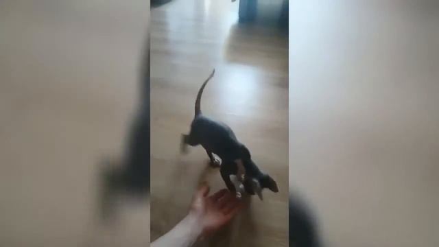 Прикольный кашак ведёт себя как собака. Очень смешной котёнок смотреть онлайн