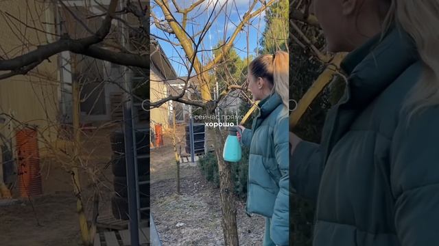 Обработка растений по спящим почкам. Список препарато смотреть онлайн