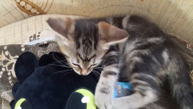 Котенок играет с игрушкой Беззубиком 😻Котенок Simba😻 смотреть онлайн