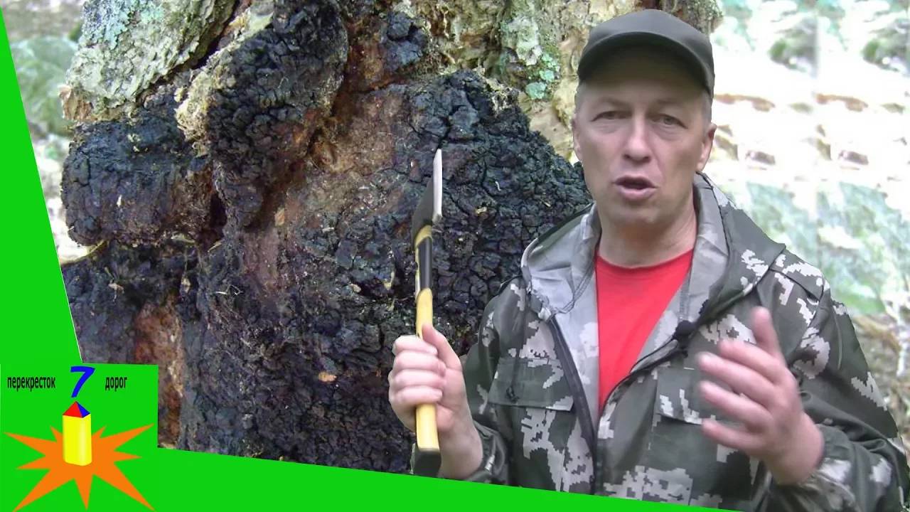 В поисках чаги в лесу: советы от Странника для начинающих сборщиков. смотреть онлайн