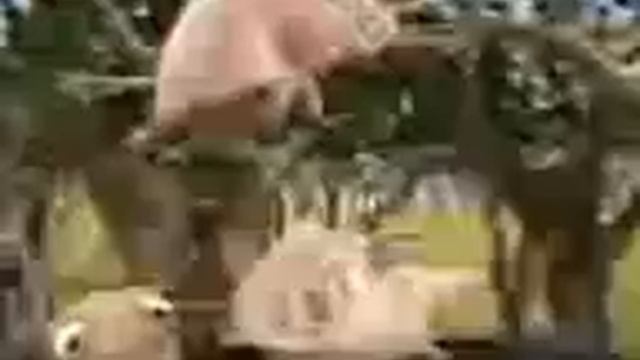 супер свиньи смотреть онлайн