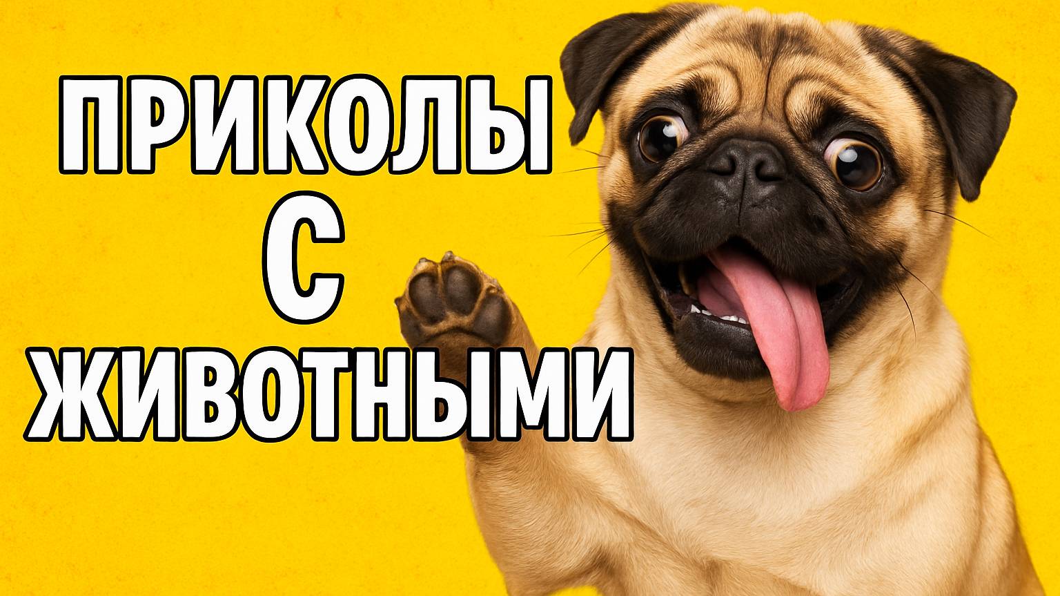 Смех до слёз: лучшие приколы №144 смотреть онлайн