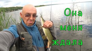 Дежурная ЩУКА на дежурной ТОЧКЕ. О рекламе и добрых советах