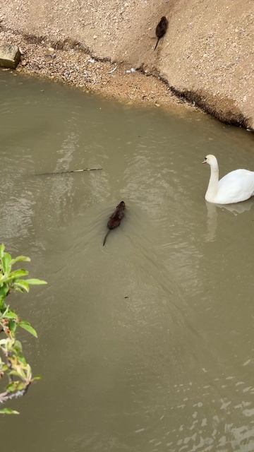 Сафари парк Тайган и его обитатели. Белогорск Крым 2025 #тайган #крым #топыкатегорий смотреть онлайн