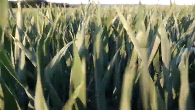 Поле-онлайн | Озима пшениця, Черкаська область, 24.05.2019 р