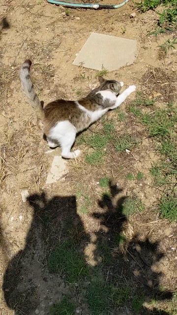 Кошка точит когти и кувыркается 😸 Смешные коты 🐈 Funny смотреть онлайн