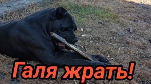 САМЫЙ ГОЛОДНЫЙ ПЕС! ПОМОГИТЕ НАКОРМИТЬ КАНЕ КОРСО.