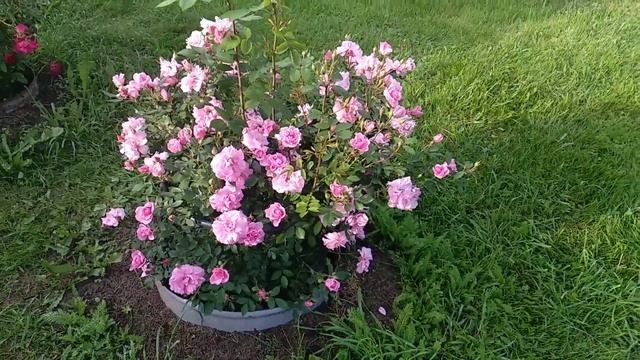 Роза🌹 Джон Дэвис смотреть онлайн