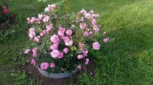 Роза🌹 Джон Дэвис