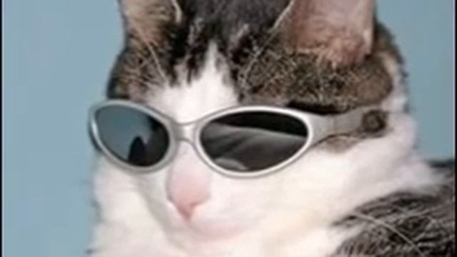 Ох уж эти животные смотреть онлайн