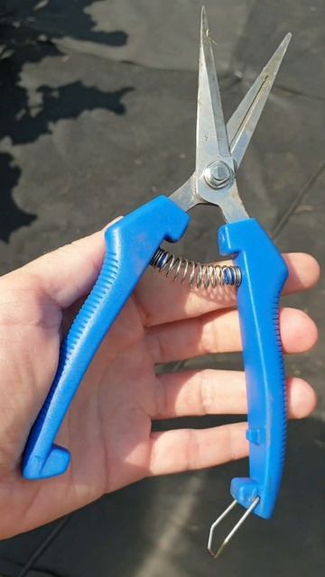 Лучшие садовые ножницы. #ножницы #сад #инструмент #shorts смотреть онлайн