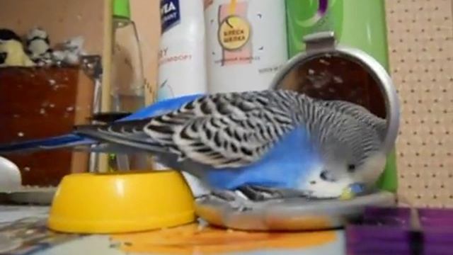 Попугай и зеркало