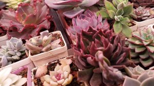 Суккуленты. Эхеверии с монстрозными листьями.  Ответы