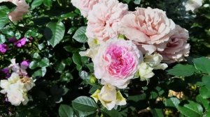 #роза Гуэрнси, #роза Кампанелла Пич?, #роза Мокароза...6 и